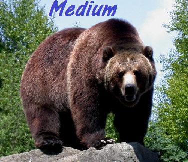 Medium_bear2_medium