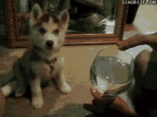 Gif-dogs-confused-by-the-singing-glass_medium