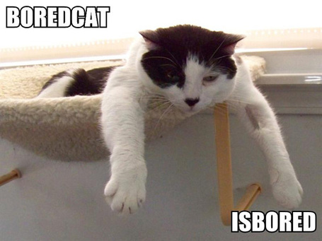 Boredcat-isbored_medium