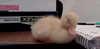 Duckling-falling-asleep-on-desk_medium