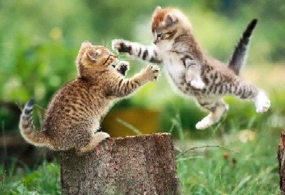 Kitten-fight_medium