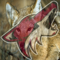 Coyotes_1_medium_medium