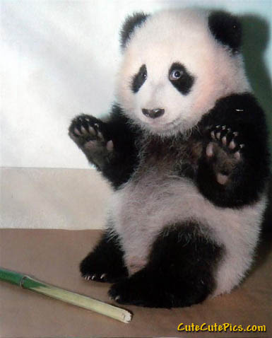 Cute-panda_medium