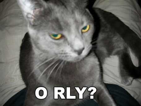 O-rly-cat_medium