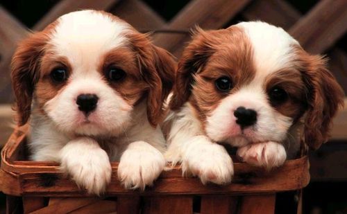Cutest-Puppies7